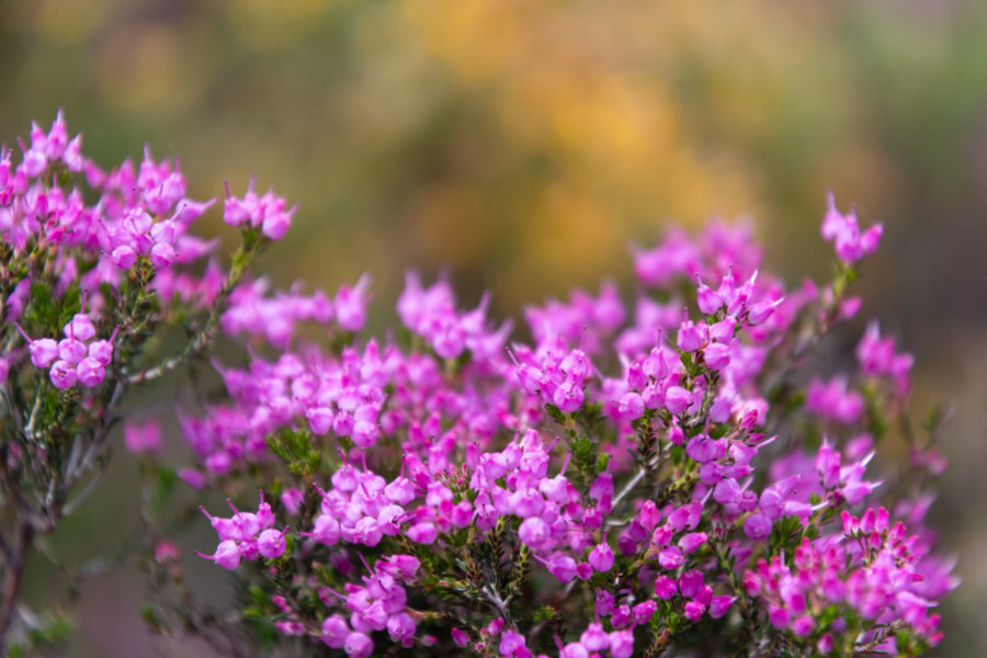 Fleurs au printemps à Peneda Geres