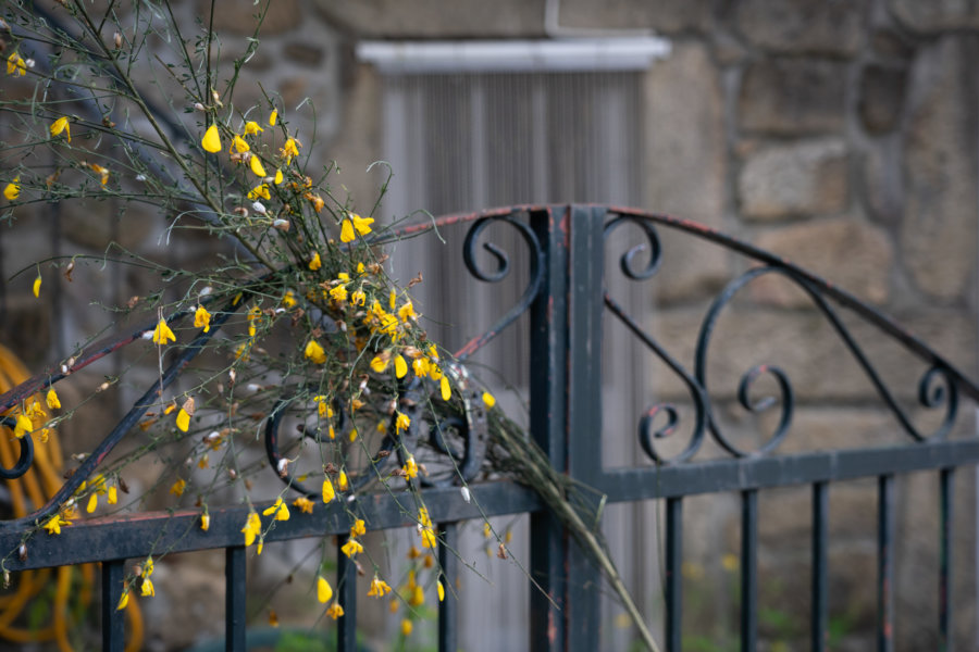 Genêt sur une porte à Peneda Geres pour le 1er mai