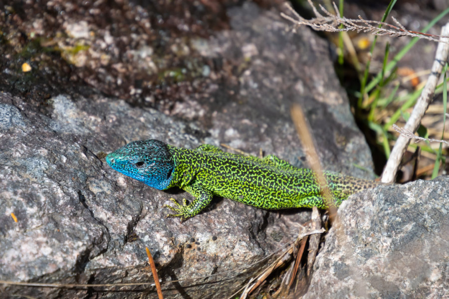 Gros lézard vert et bleu dans le parc de Peneda Geres