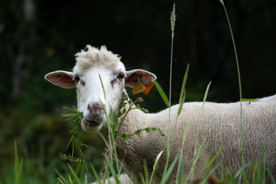 Mouton à Sistelo, Peneda Geres