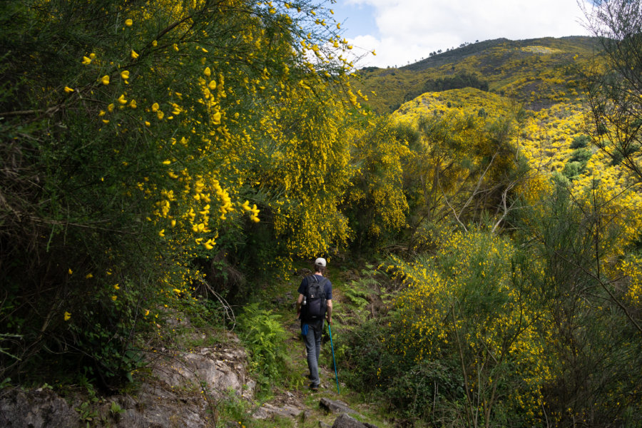 Randonnée à Soajo sous les genêts au printemps