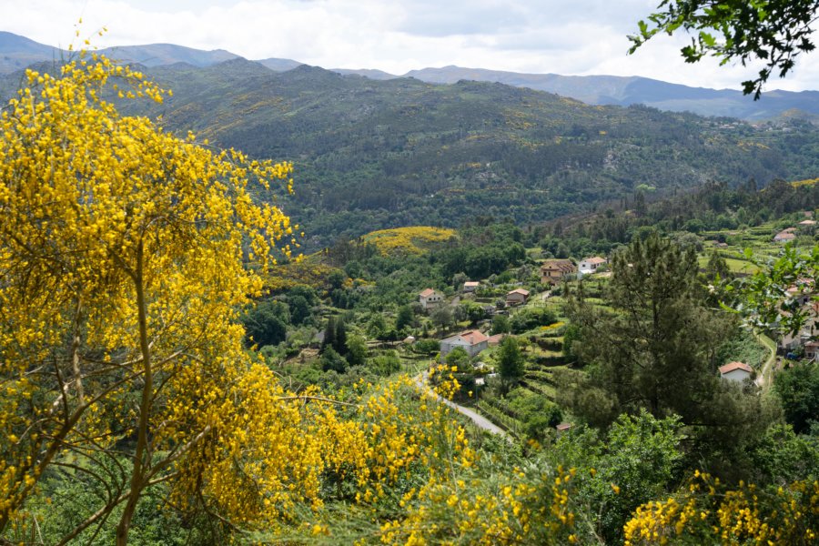 Randonnée à Soajo, sur la montagne et sous les genêts