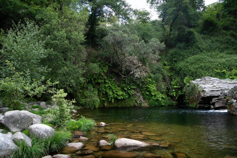 Le Bosquet de Forêt Mixte - Peneda-Gerês