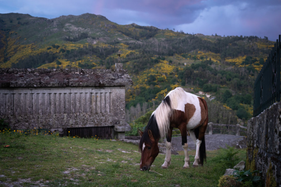 Cheval à Soajo près d'un vieux grenier