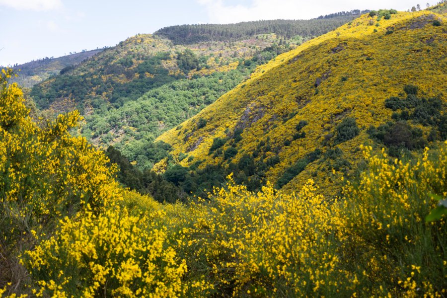 Montagnes jaunes de genêts à Soajo, Peneda Geres