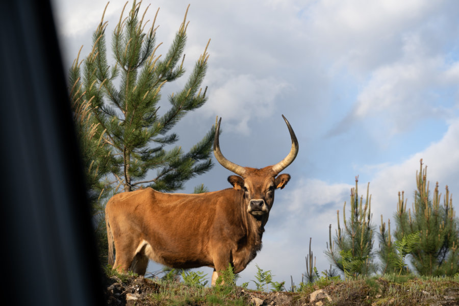 Vache cachena, entre Sistelo et Soajo