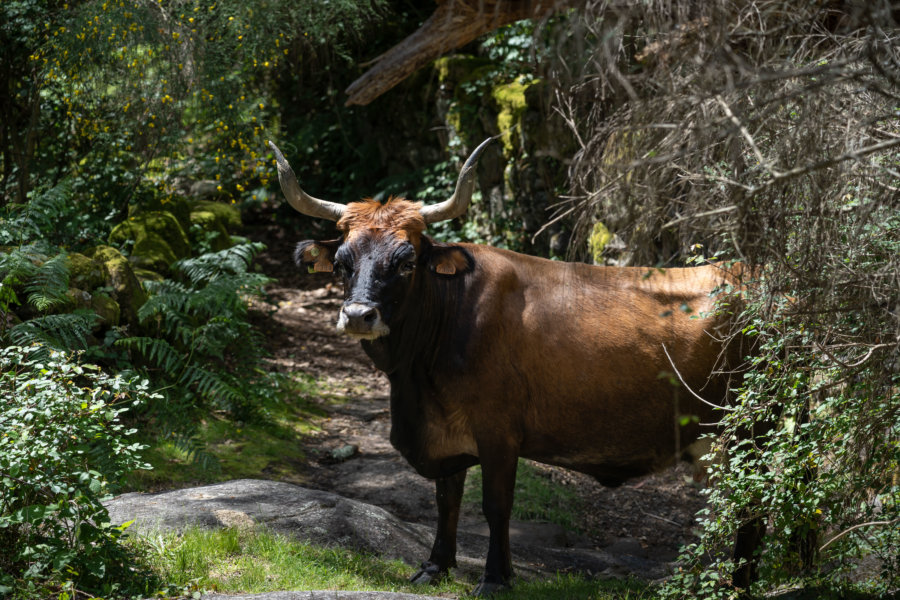 Vaches à cornes à Soajo, Peneda Geres