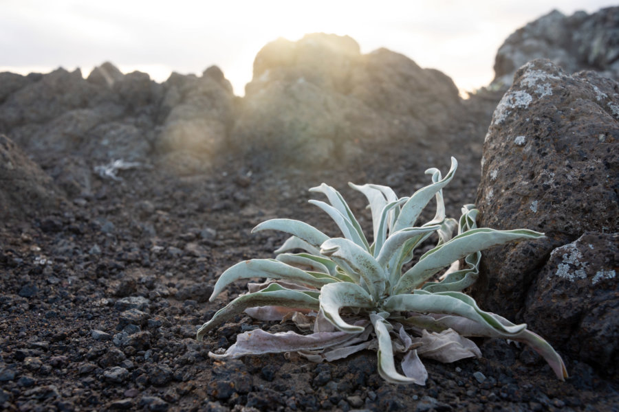 Agave dans la terre volcanique de la pointe de Sao Lourenço à Madère