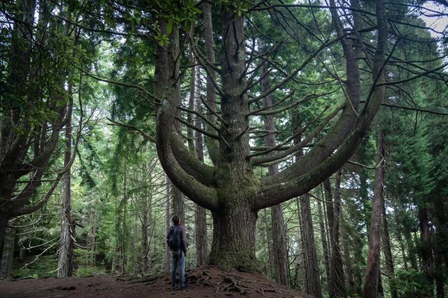 Arbres géants à Madère près de la levada Caldeirao Verde