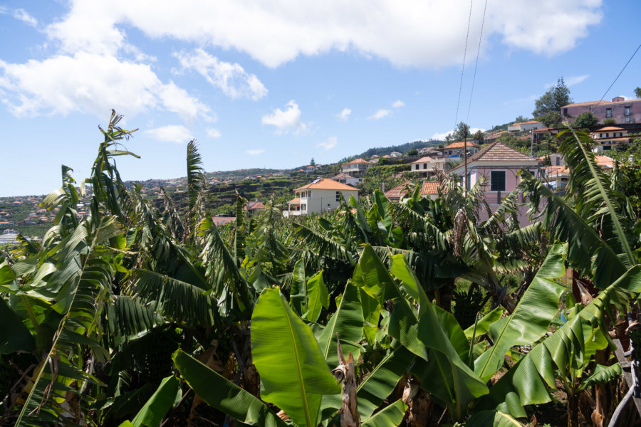 Bananiers sur les hauteurs de Ponta do Sol à Madère