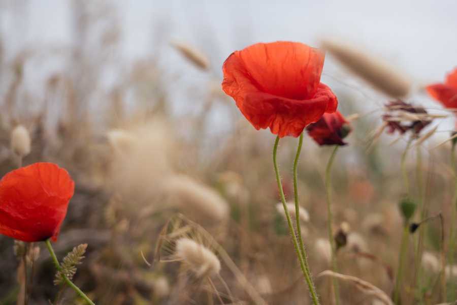 Coquelicot dans les jardins d'Achadas da Cruz à Madère