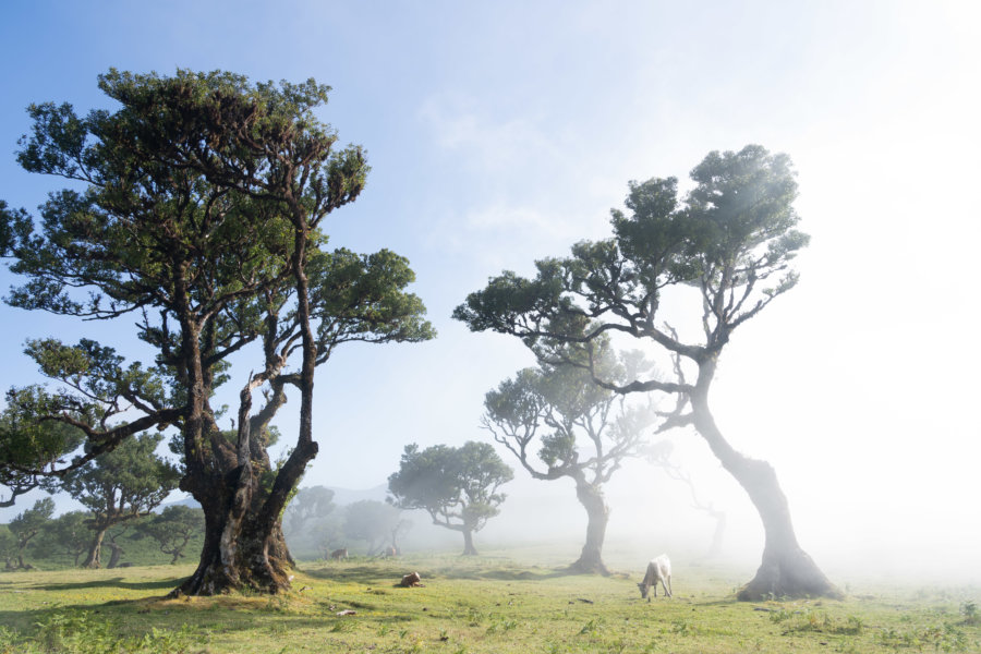 Fanal entre soleil et nuages, Madère