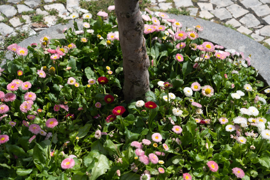 Fleurs autour d'un arbre à Braga