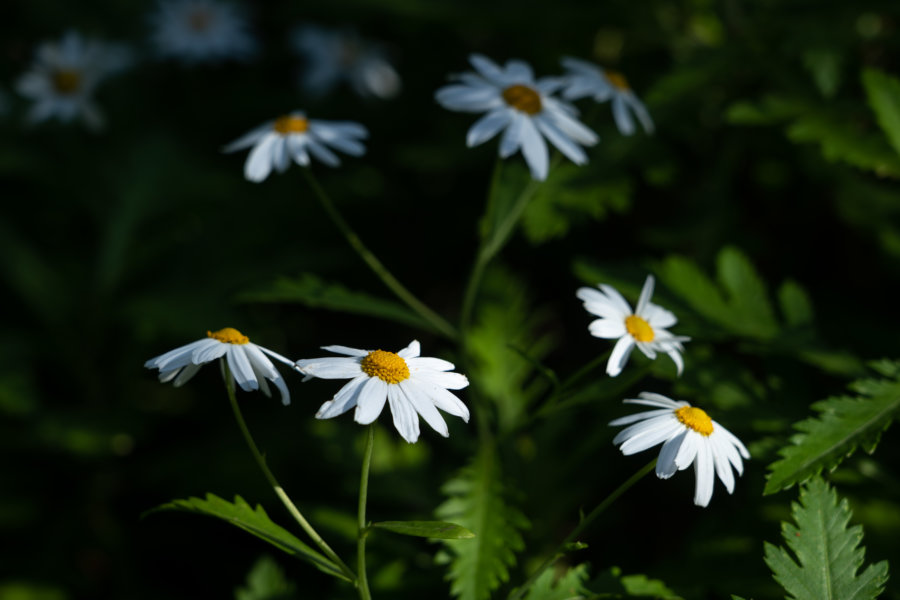 Fleurs à Madère dans la levada des 25 fontes