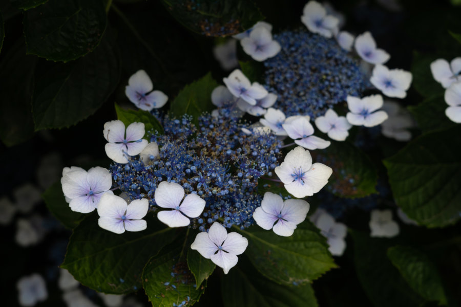 Hortensia en fleurs sur l'île de Madère