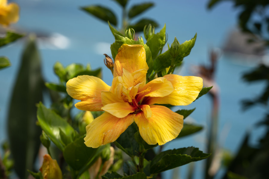 Iris jaune sur l'île de Madère