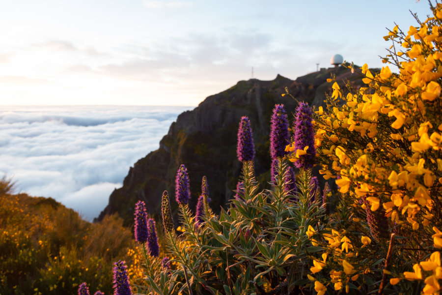 Lever de soleil avec vipérines sur le Pico do Arieiro