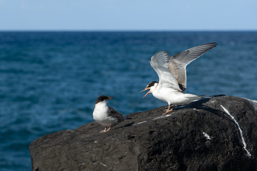 Mouettes qui se disputent sur un rocher