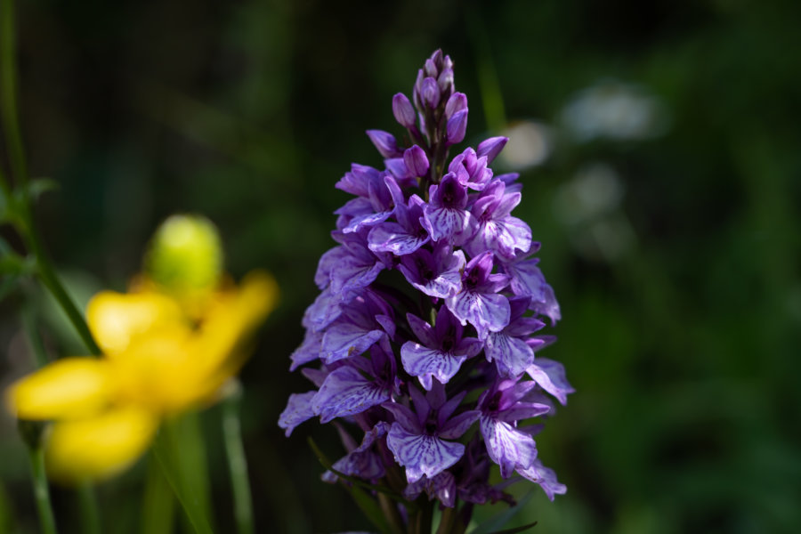 Orchis négligé à Madère