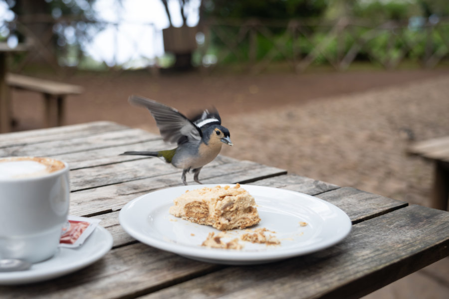 Pinsons qui picorent dans l'assiette à Madère