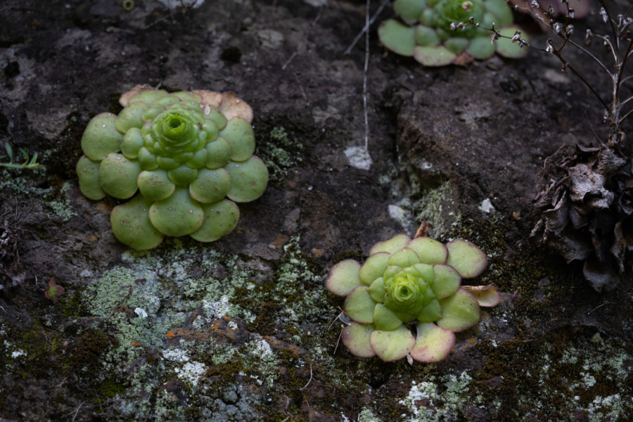 Plante joubarbe, levada de Madère