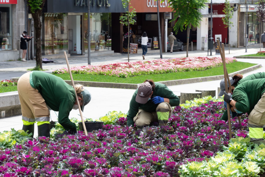 Planter des choux à Braga