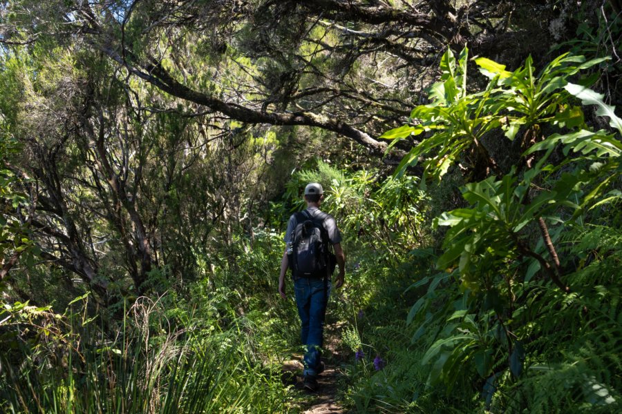 Randonnée dans la jungle à Bica da Cana, Madère