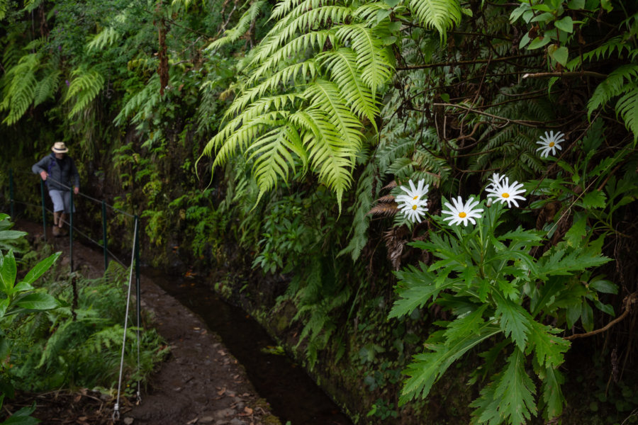 Randonnée sur la levada de Caldeirao Verde à Madère