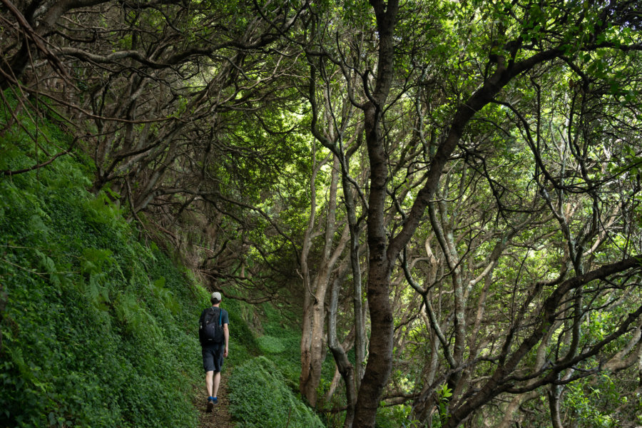 Randonnée dans la forêt près de Porto da Cruz à Madère