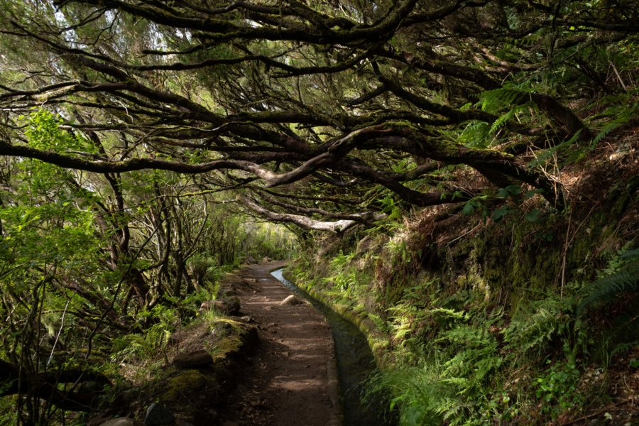 Randonnée sur la levada d'Alecrim, sous les fougères