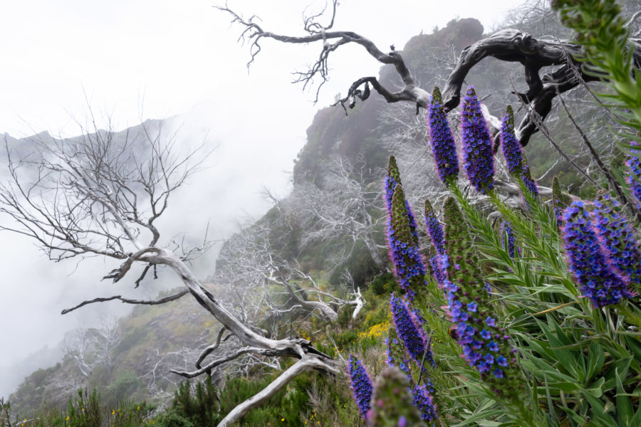 Paysage brûlé et vipérines sur le Pico Ruivo à Madère