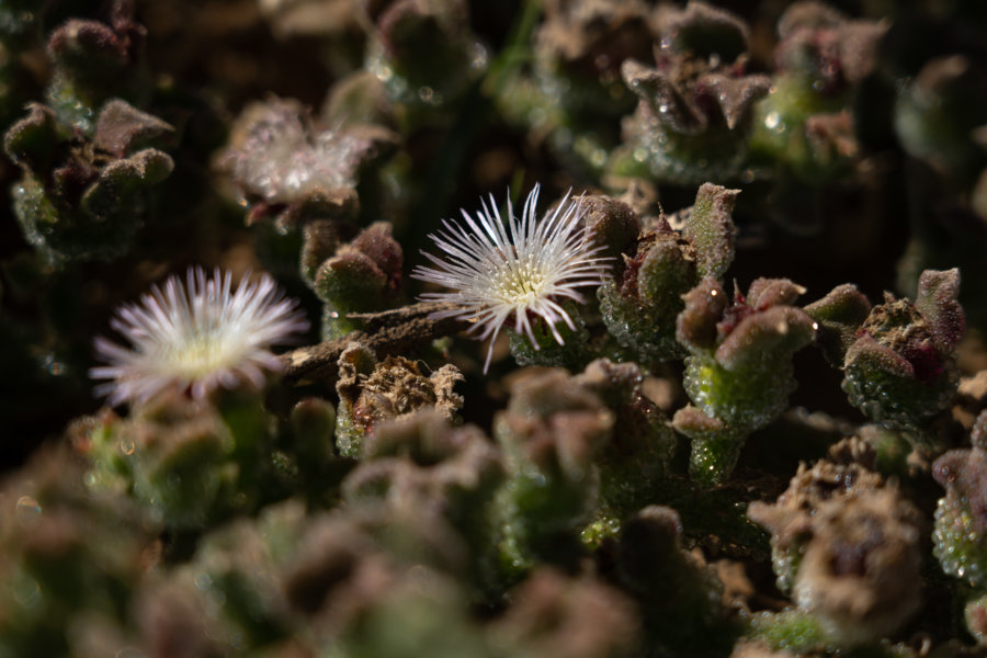 Végétation de Madère dans l'humidité de la levada