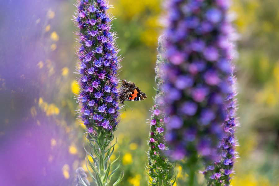 Vipérines et papillon à Madère