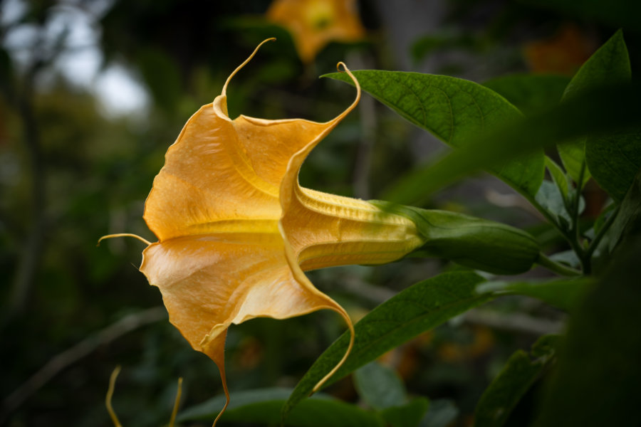 Brugmansia versicolor dans le jardin de Monte, Funchal