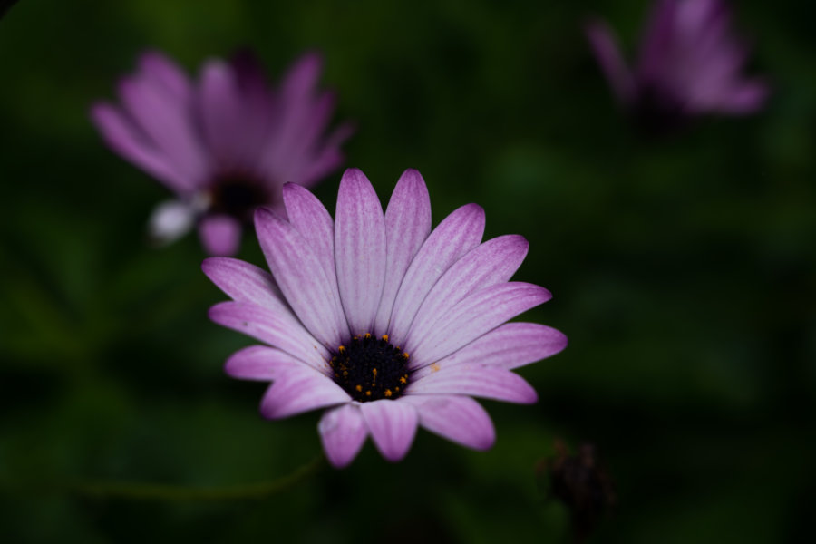 Fleur aster, visite du jardin tropical de Monte, Funchal