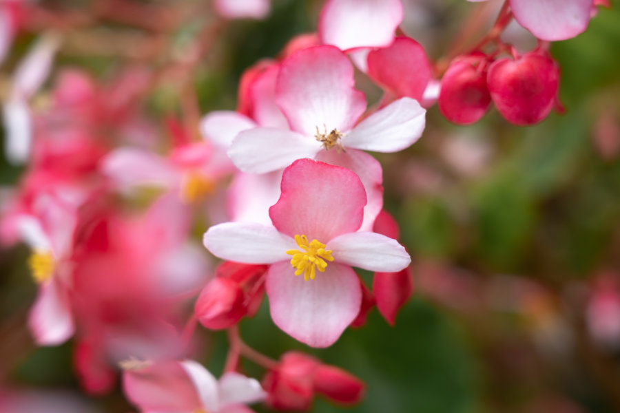 Fleurs au jardin tropical de Monte