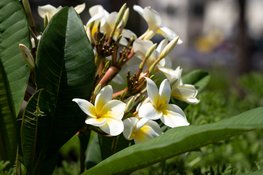 Fleurs de frangipaniers à Funchal, Madère