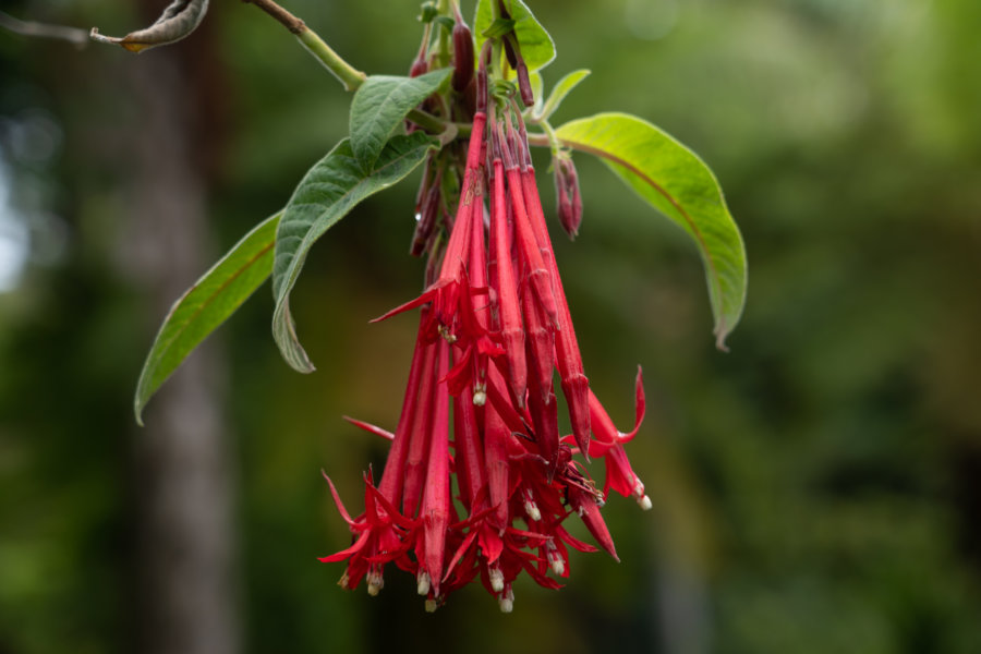 Fleur de fuchsia à Monte, Funchal