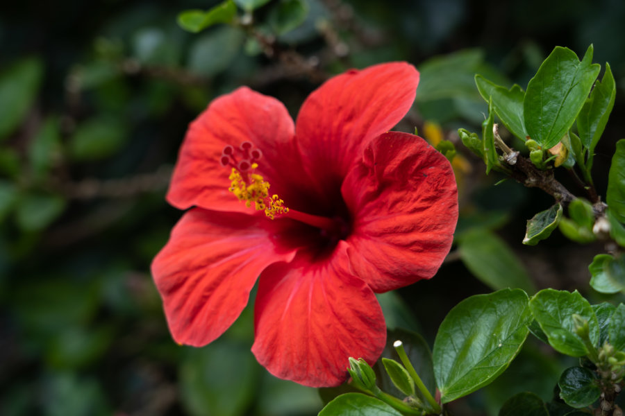 Fleur d'hibiscus au parc Santa Catarina de Funchal