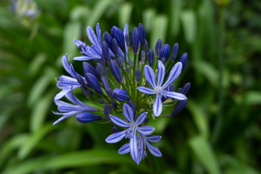 Fleurs d'agapantes dans le jardin tropical de Monte