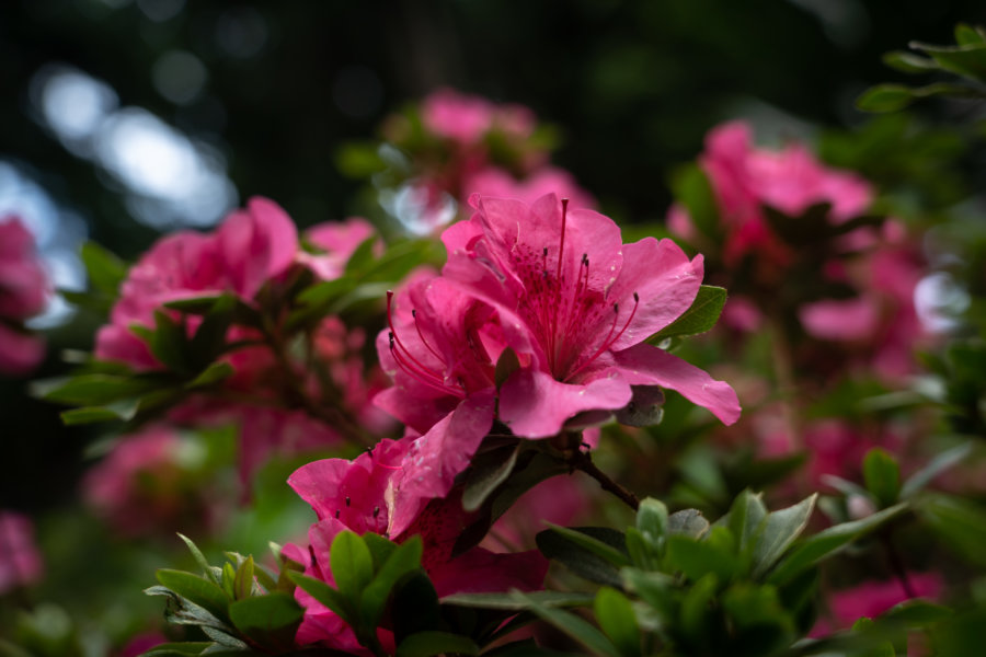 Rhododendrons au jardin tropical de Monte