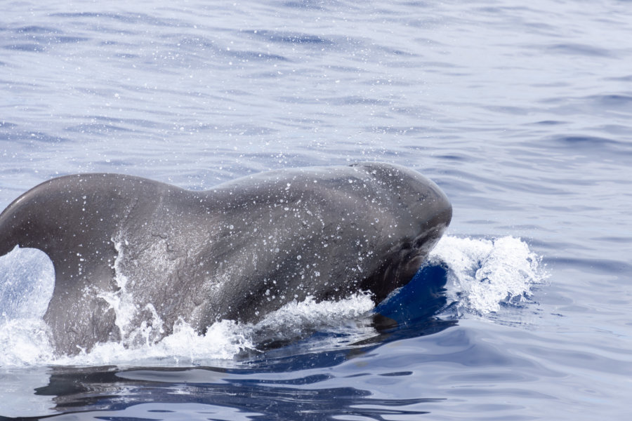 Baleine pilote, île de Madère