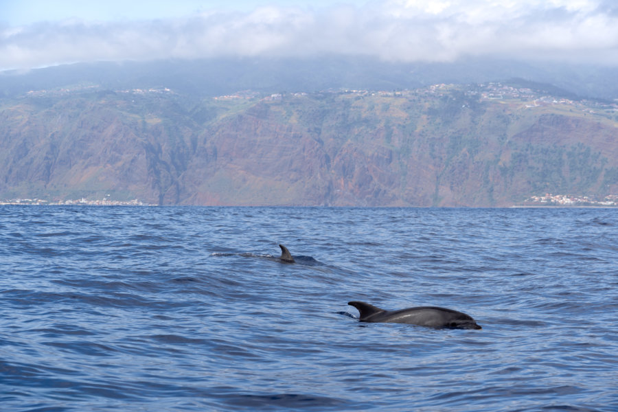 Baleines et dauphins, voyage à Madère