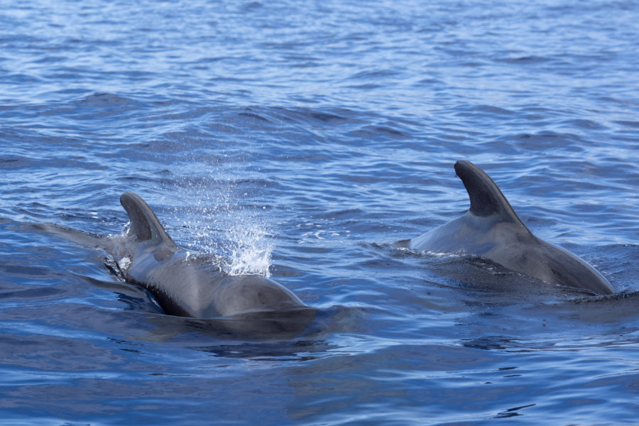 Dauphins et baleines pilotes au large de Madère