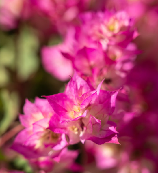 Fleur rose, voyage à Madère