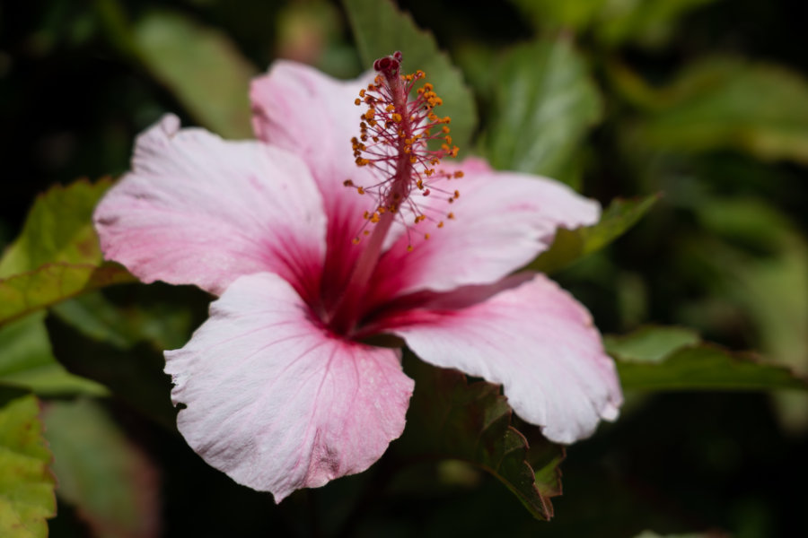 Hibiscus, fleur de Madère