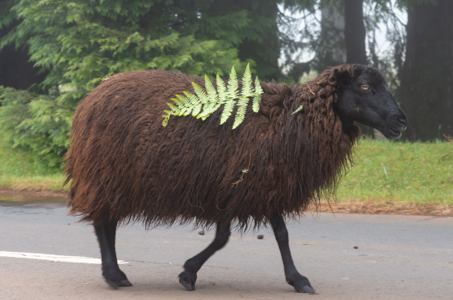 Moutons à la fougère