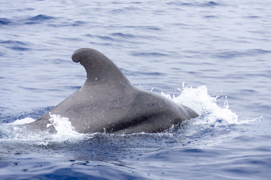 Observation de baleine pilote à Madère