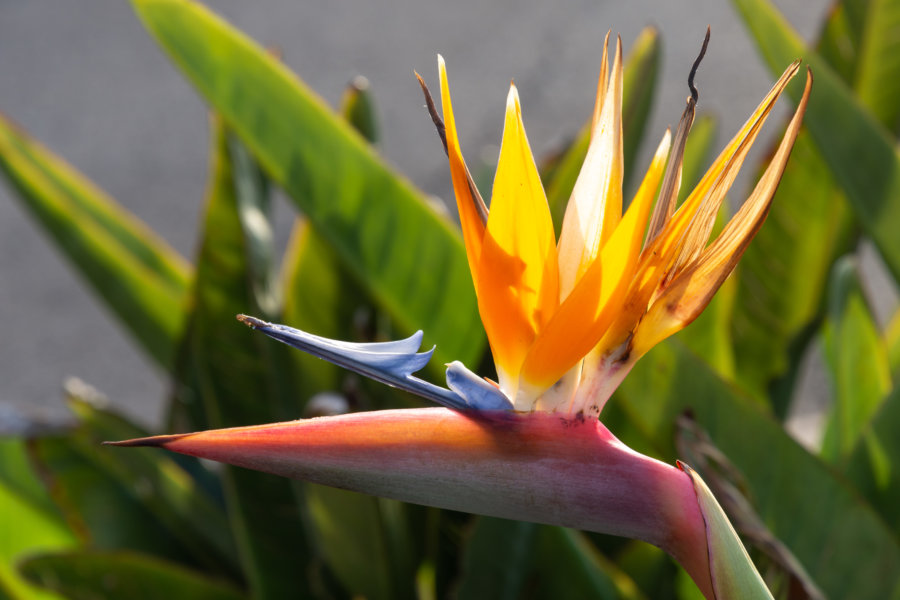 Oiseau du paradis, fleur à Madère