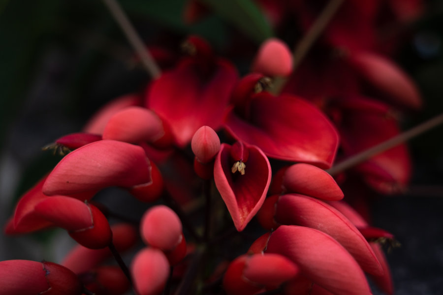 Fleur de Bucaré, plante à Madère